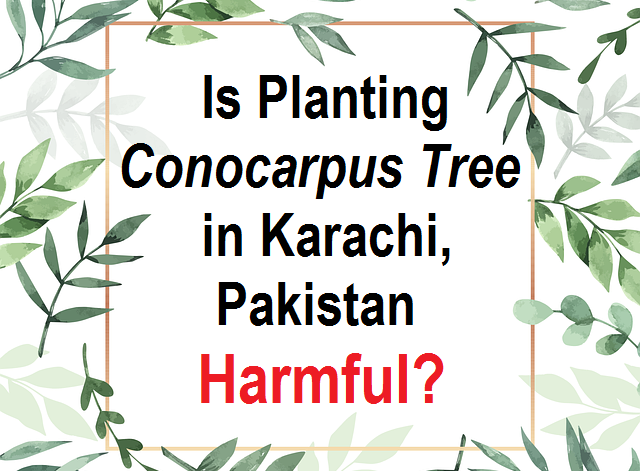 Conocarpus-tree-harms-benefits-Pakistan