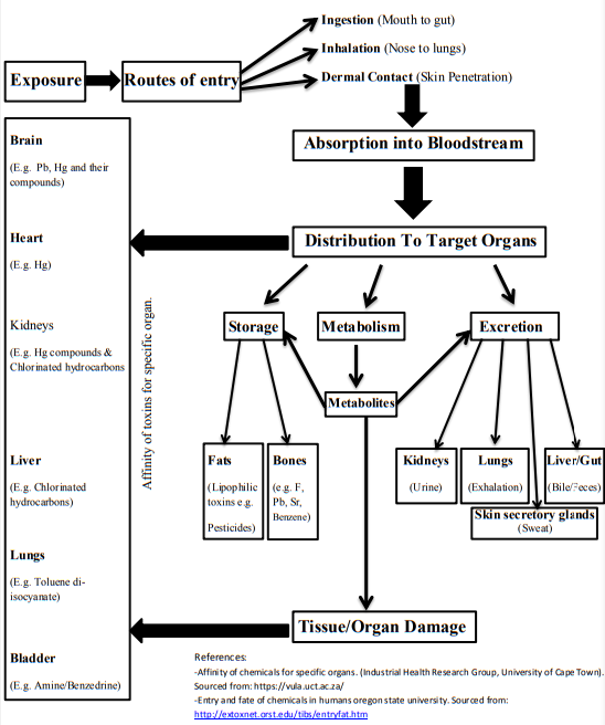 Environmental Toxicology Flowchart - exposure to excretion