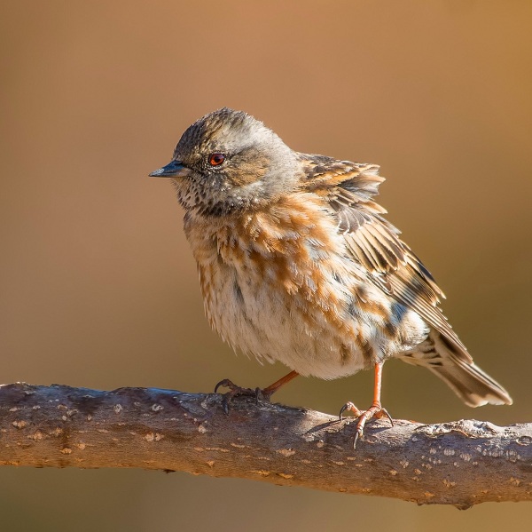 Altai-accentor-Birds-of-Pakistan