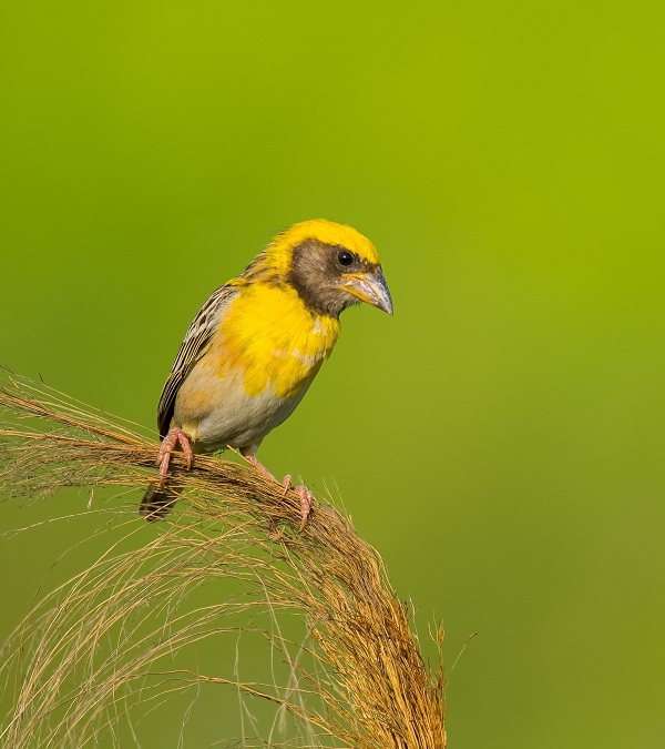 Baya-Weaver-Birds-of-Pakistan