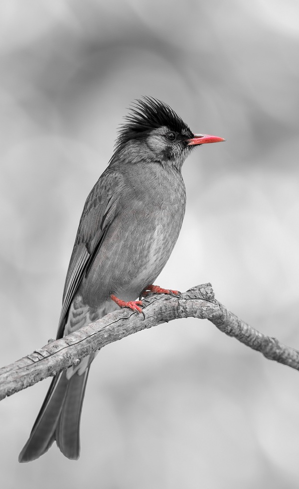 Black-Bulbul-Birds-of-Pakistan