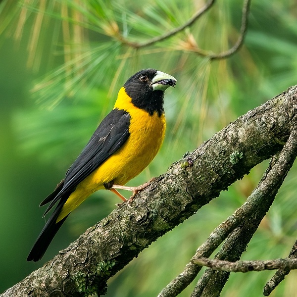 Black-Yellow-Grosbeak-Birds-of-Pakistan