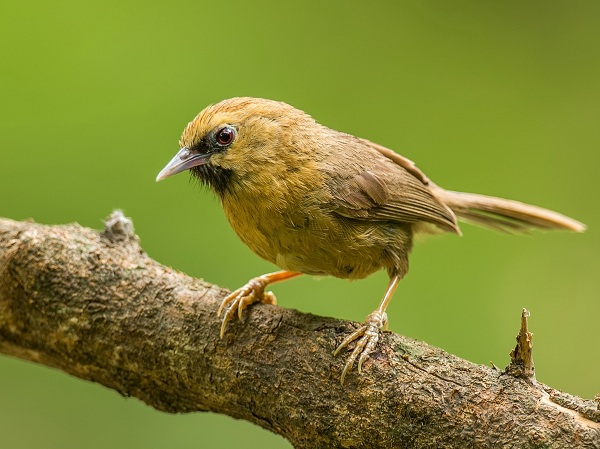 Black-chinned-Babbler-Birds-of-Pakistan