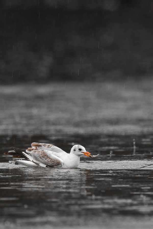 Black-headed-Gull-Birds-of-Pakistan