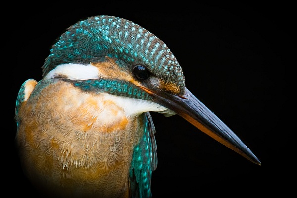 Common-Kingfisher-Birds-of-Pakistan