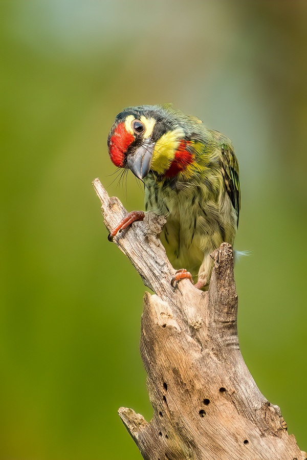 Coppersmith-barbet-Birds-of-Pakistan