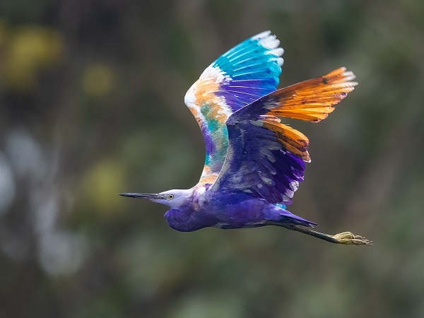 Egret-Birds-of-Pakistan