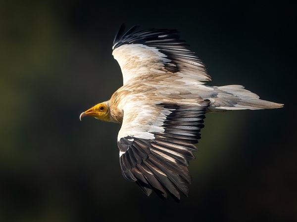 Egyptian-Vulture-Birds-of-Pakistan