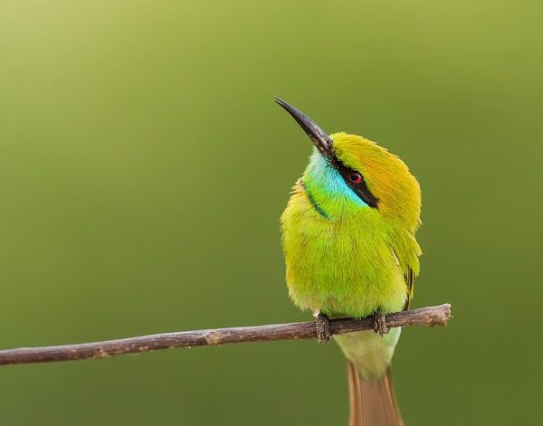 Asian-Green-bee-eater-Birds-of-Pakistan