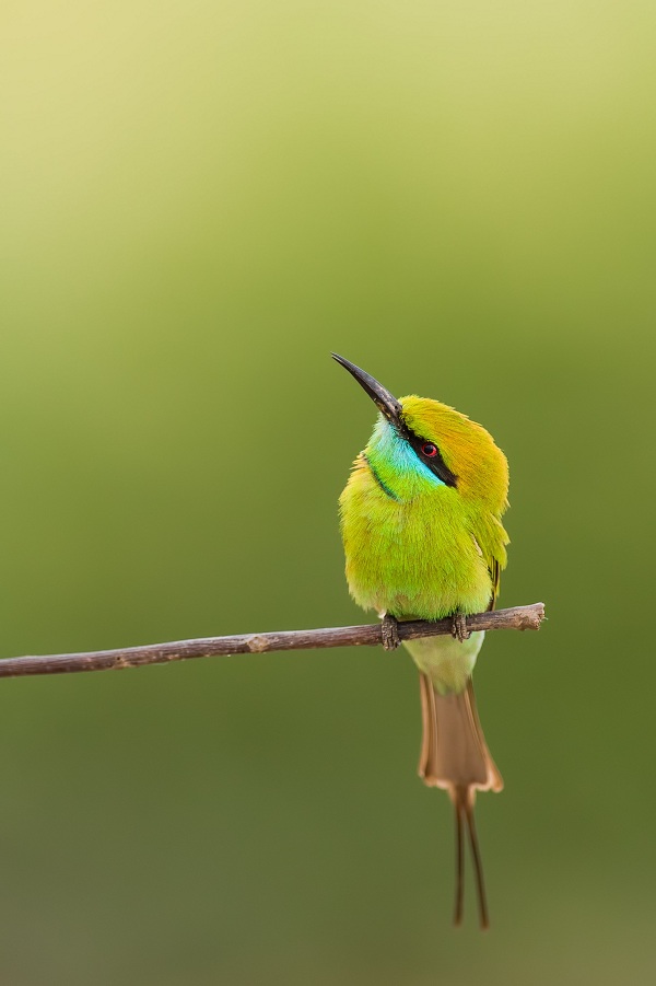 Asian-Green-bee-eater-Birds-of-Pakistan