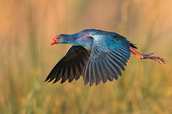 Grey-headed-Swamphen-Birds-of-Pakistan