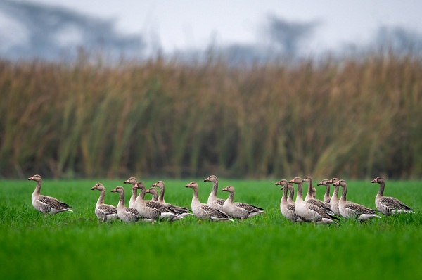 Greylag-Goose-Birds-of-Pakistan