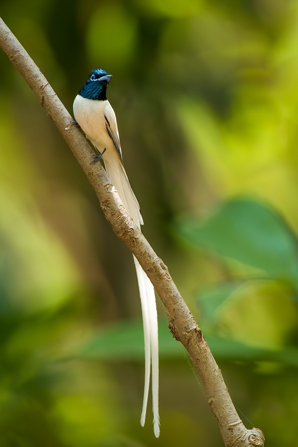 Indian-Paradise-flycatcher-Birds-of-Pakistan