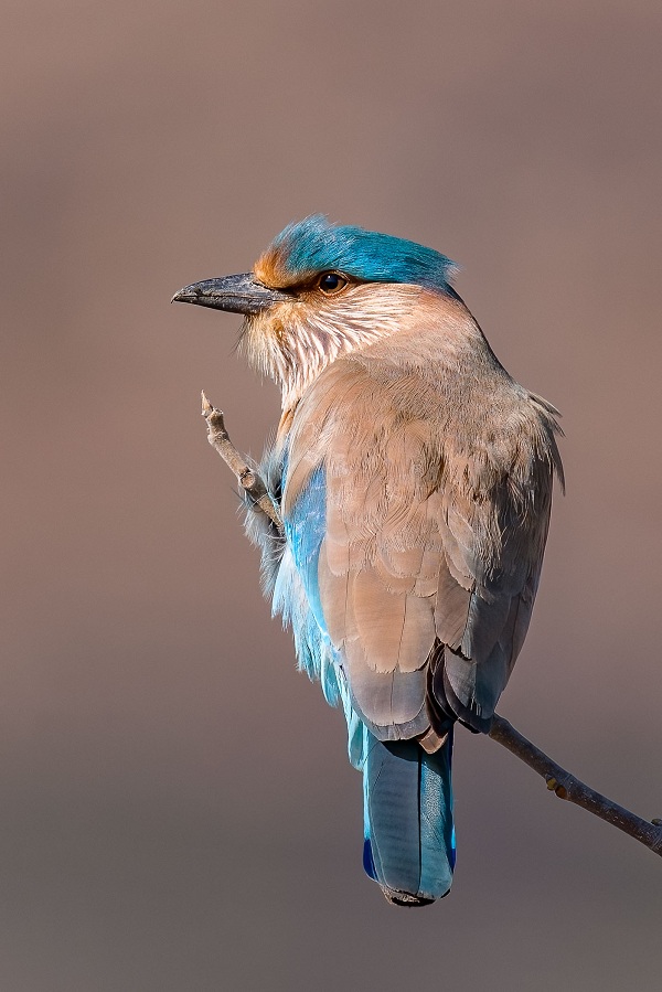 Indian-Roller-Birds-of-Pakistan