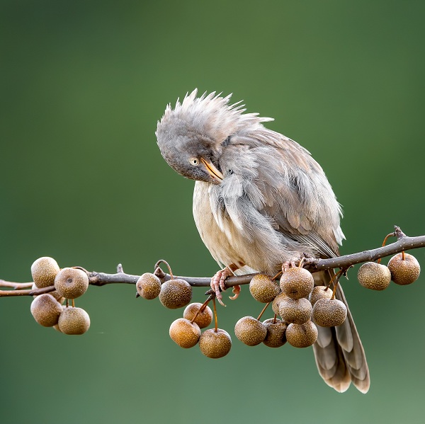 Jungle-Babbler-Birds-of-Pakistan