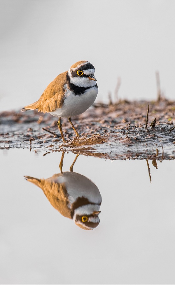 Little-ringed-Plover-Birds-of-Pakistan