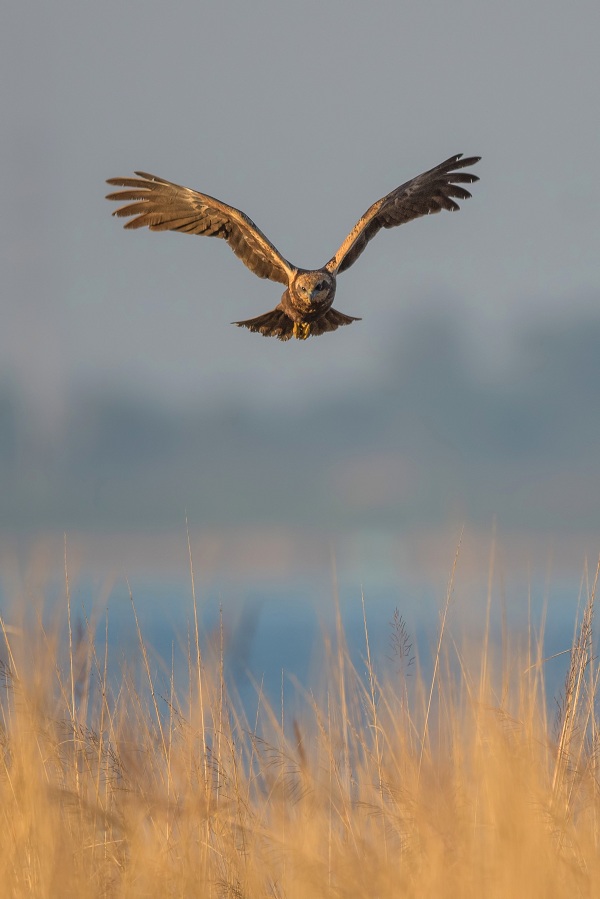 Marsh-Harrier-Birds-of-Pakistan