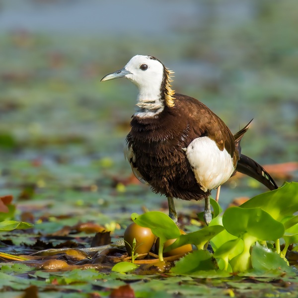 Pheasant-tailed-Jacana-Birds-of-Pakistan