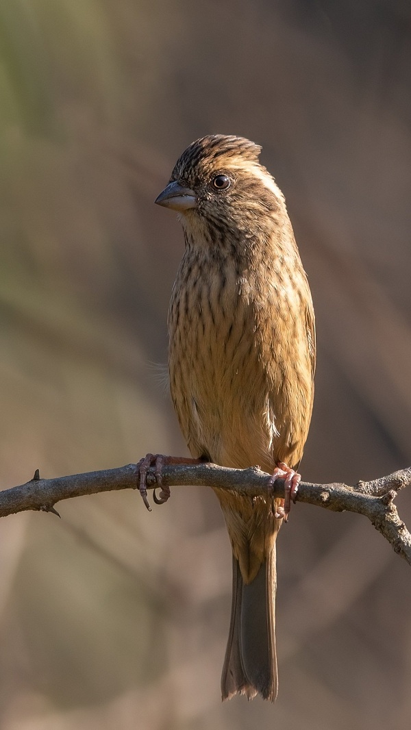 Pink-browed-Rosefinch-Birds-of-Pakistan