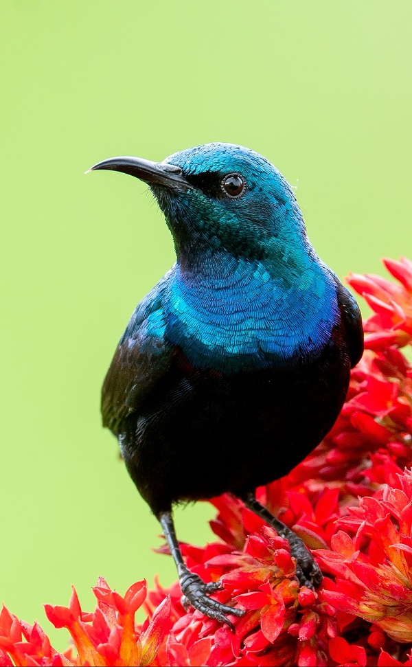 Purple-sunbird-Birds-of-Pakistan
