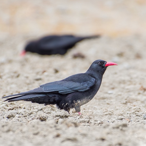 Red-billed-Choughs-Birds-of-Pakistan