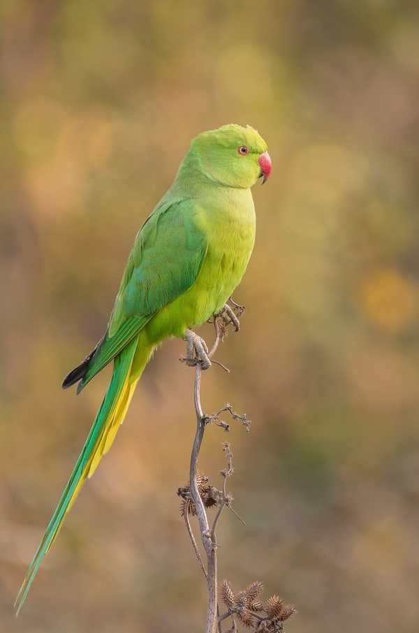 Rose-ringed-Parakeet-Birds-of-Pakistan