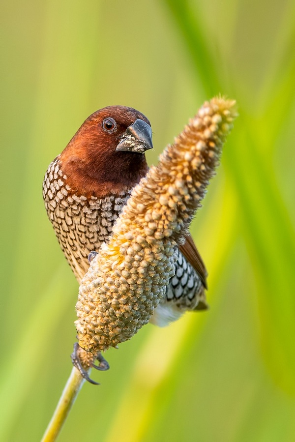 Scaly-breasted-Munia-Birds-of-Pakistan