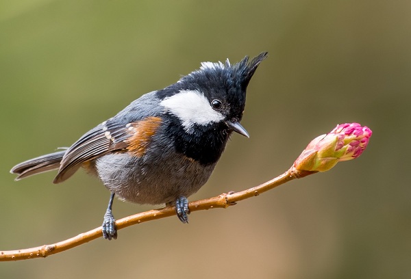 Spot-winged-tit-Birds-of-Pakistan