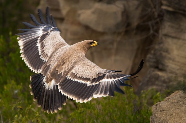 Steppe-Eagle-Birds-of-Pakistan