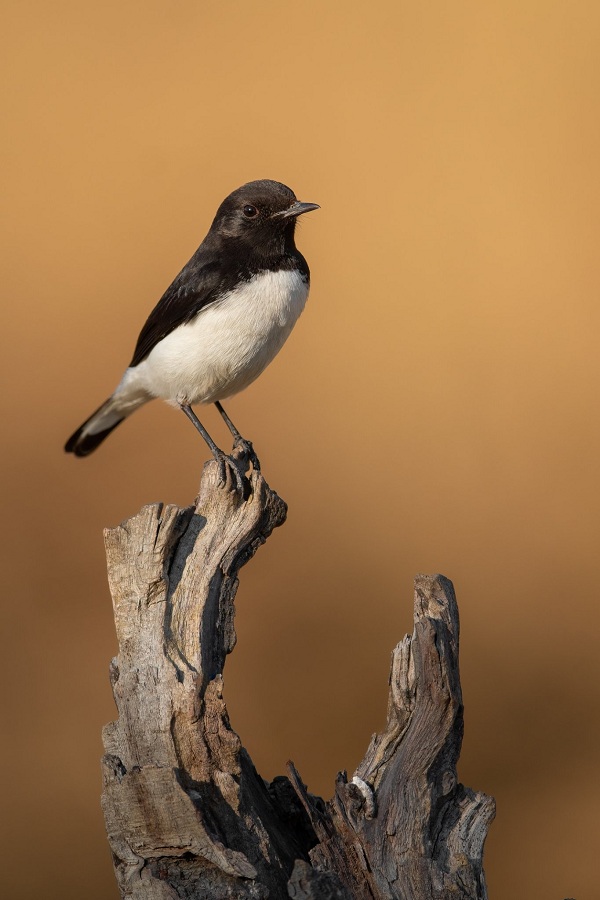 Variable-Wheatear-Birds-of-Pakistan