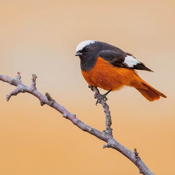 White-winged-Redstart-Birds-of-Pakistan