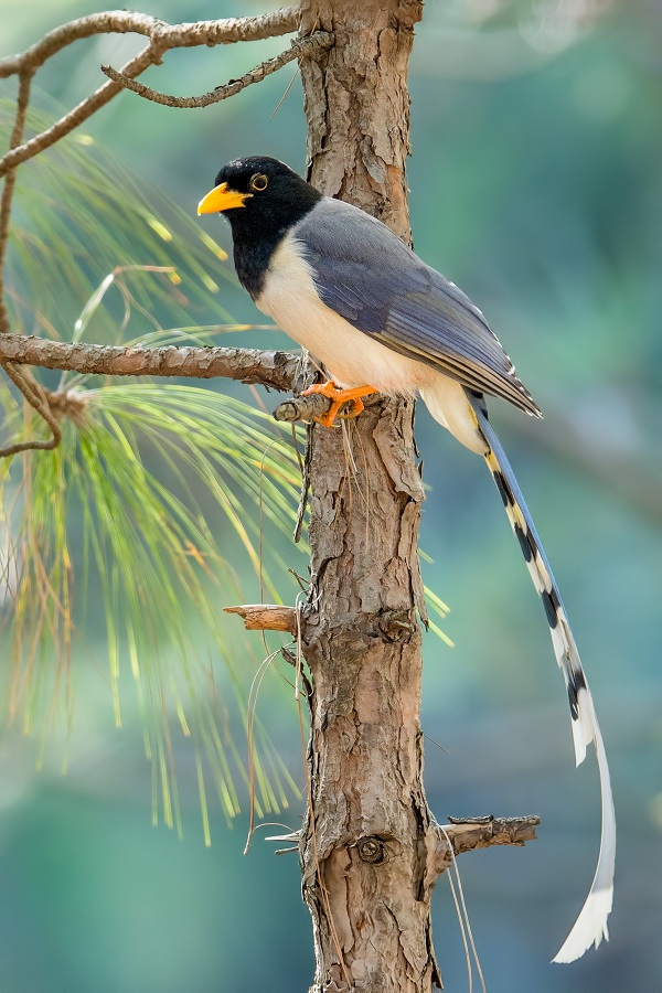 Yellow-billed-Blue-magpie-Birds-of-Pakistan