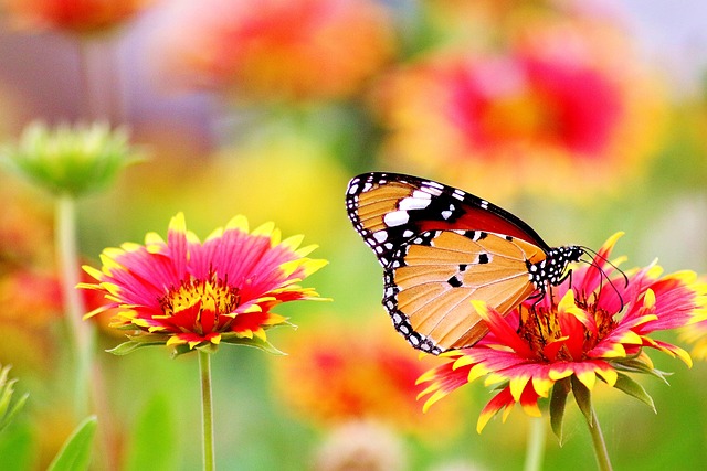 butterfly-flower-pakistan