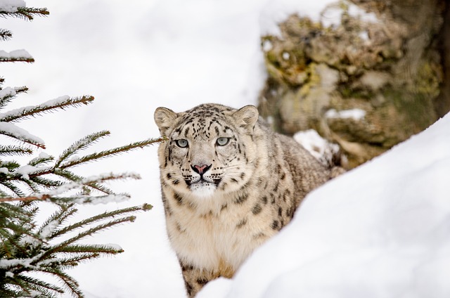 snow-leopard-vulnerable-species-Pakistan