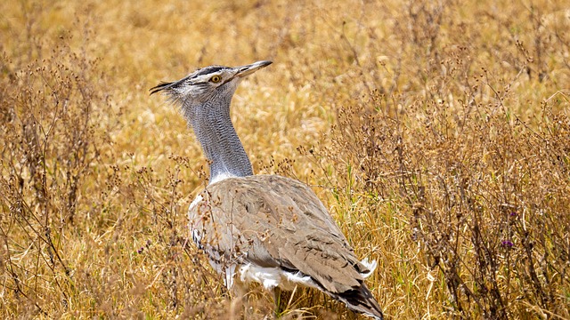 Houbara Bustard